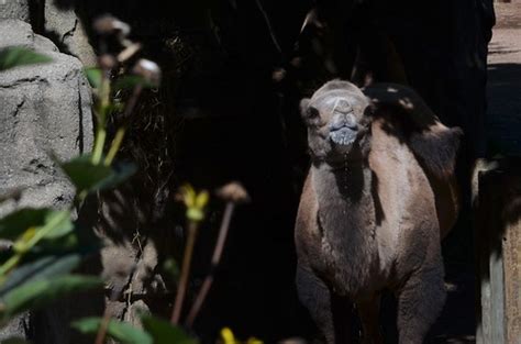 The thirsty camel serves up serious food and an even more serious bar party. Thirsty Camel | Bactrian Camel at Lincoln Park Zoo ...