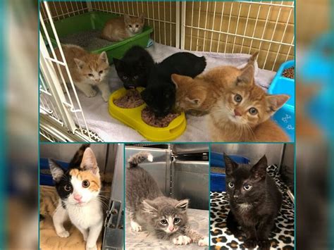 Choose a location, species, sex, age and/or size to filter your search results. Please Adopt These Kittens From Stevens Swan Humane Society