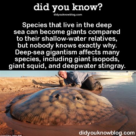 Find and save giant isopod memes | from instagram, facebook, tumblr, twitter & more. Species that live in the deep sea can become... in 2020 | Animal facts, Creepy facts, Wtf fun facts