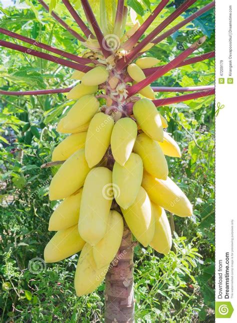 These beauties thrive in tropical climates year round and can be grown in pots in the more northern parts of the states. golden-papaya-fruit-tree-47209179.jpg 957×1,300 pixels ...