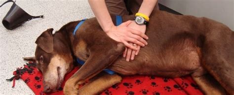 When a dog stops breathing, the oxygen levels in its bloodstream fall rapidly, and without oxygen vital organs such as the brain, liver, and kidneys, rapidly. Dog First Aid: Quick Reference Guide | Australian Dog Lover