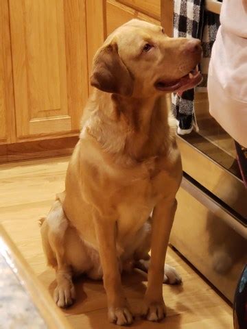 We've got puppies for sale in michigan! Labrador Retriever puppy dog for sale in Manton, Michigan