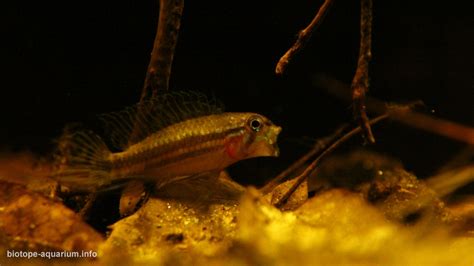 The rio negro is the largest left tributary of the amazon river, the largest blackwater river in the world (accounting for about 14% of the water in the amazon basin), and one of the world's ten largest rivers by average discharge. Pool of Rio Negro in dry season, 52 L • Biotope Aquarium