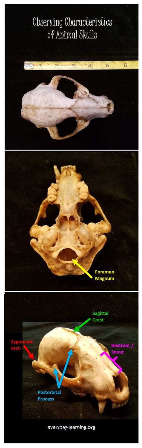 You will receive one similar to the photo, but not the exact one. Discover This: Skull Identification