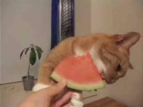 Dog treats aren't ideal nutrition for cats, but they won't do harm. #Cat Loves To Eat #Watermelon | Watermelon cat, Dog deals ...