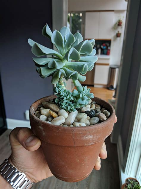 The thorns can contain a latex poison which really hurts and the wound doesn't heal fast. My topsy turvy looks like a palm tree : succulents
