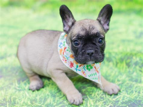 The cost of a frenchie puppy varies depending on his place of origin, whether he is male or female, what titles his parents have, and whether he is best suited for the show ring or a pet home. French Bulldog-DOG-Female-Fawn with Black Mask-2167701 ...