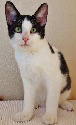 Nbcr maintains the adoption center at the garland petsmart. Rio, adoptable Cat, Adult Male Domestic Short Hair | Cat ...