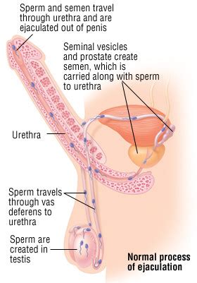 Pansexuality is not about taking the body out of the equation entirely, but rather. Premature Ejaculation - Harvard Health
