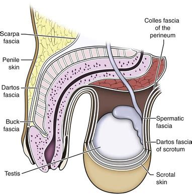 Tunica albuginea er direkte involveret i at opretholde en erektion; Surgery of the Scrotum and Seminal Vesicles | Abdominal Key