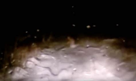 Smith mountain lake is booming with energy, excitement and a variety of engaging activities on and off the water. Yeti footage: Snowy big foot caught by Russian travellers ...