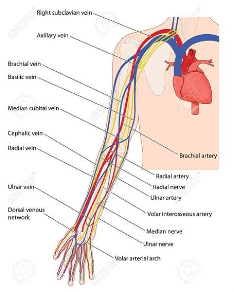 Blood vessels are often named after either the region of the body through which. Arm Veins Pictures - Fucking Masturbating