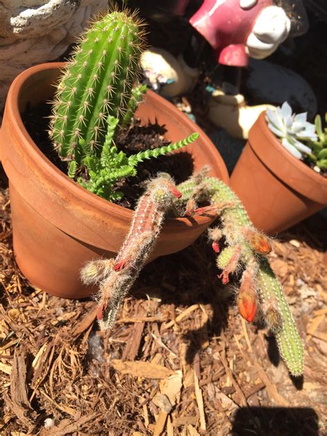 These are frequently misidentified, this is one of the you can tell it's a thanksgiving cactus by the crablike phylloclade shape, and the anther and pollen color (yellow). does anyone know why one of my plants is red and not ...