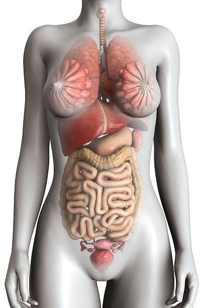 To print the lesson on internal organs of the human body parts right click on a white space and choose print. Best Female Anatomy Stock Photos, Pictures & Royalty-Free ...