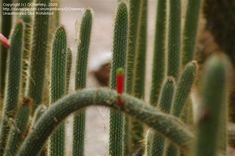 Cactus garden design in the front yard. PlantFiles Pictures: Cleistocactus (Cleistocactus ...