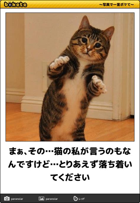 Definition of やって, meaning of やって in japanese: 私が化粧落とすたび、この顔。じわじわくる"猫のボケて画像 ...