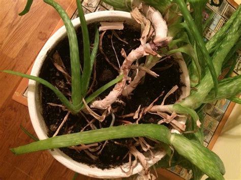 I remember wondering about it. Cactus and Succulents forum: Does this look like Aloe ...