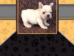 Our frenchie very well get on with cats, dogs of any breeds and small children. Los Angeles CA Buy French Bulldog | French Bulldog ...