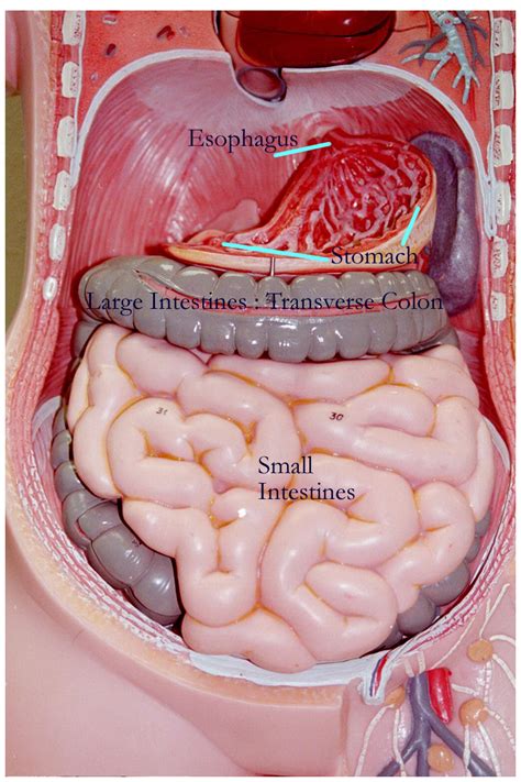 This is a professional 45cm tall torso human body anatomical model for teaching & learning use. Biology 2404 A&P Basics