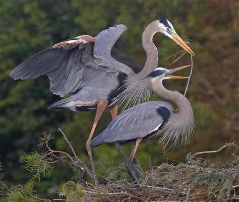 And i think this might be my great blue heron (or maybe it's another kind of egret; Anticipation (Wild Birds) | Great Blue Heron's in mating rit… | Flickr