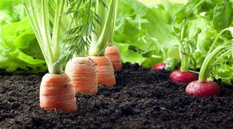 5 Govt schemes, promoting organic farming in India - Agriculture Post