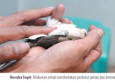 Anis merah jantan dan betina sulit dibedakan. Gambar Burung Derkuku Jantan Dan Betina : Ciri Ciri ...