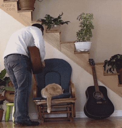 Share a gif and browse these related gif searches. Guitar-cat-scruff-karma