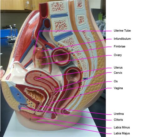 Learn about internal female reproductive organs with free interactive flashcards. Duda's Epic Quest To Epicness: Gross Anatomy of the Female ...