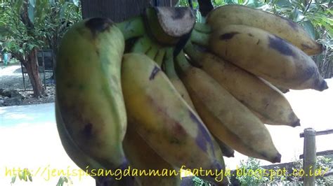 Mati, artinya bila punya anak lelaki, ayahnya yang meninggal, bila punya anak. Mau Tau Nama Lain Pisang Awak Dan Harganya Di Pasaran ...
