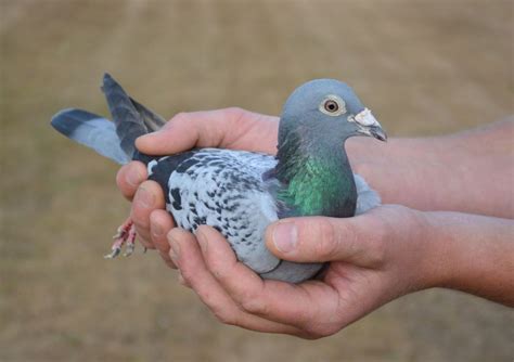 Pilihkan kacang tanah berukuran kecil terlebih dahulu, sedikit demi sedikit, agar burung dapat menelannya. Burung Dara Murah Boyolali - Burung Jual Hewan Peliharaan Terlengkap Di Grobogan Kab Olx Co Id ...