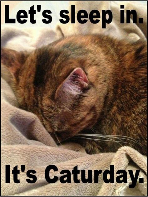 We did not find results for: Pin by Nicole Leeks on Humor (With images) | Caturday ...