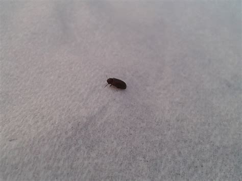 However, there are more bugs that look like bed bugs than you might expect. Small Black Bugs In-House | Home Decor Ideas
