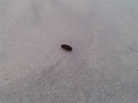 Freezer apk is used to download deezer music in flac quality for free. Small Black Bugs In-House | Home Decor Ideas