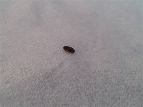 Maybe you would like to learn more about one of these? Little Black Beetles In My House - 1500+ Trend Home Design ...