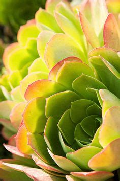 Why do they put fake flowers on a cactus? Invalid URL | Succulents, Cacti and succulents, Planting ...