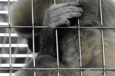 Télécharger des livres par fabien correch date de sortie: Gibbon hinter Gittern Foto & Bild | tiere, zoo, wildpark ...