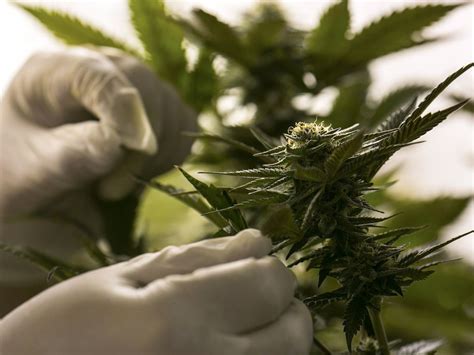 In depth view into tlry (tilray) stock including the latest price, news, dividend history, earnings information and financials. Tilray Stock (TLRY) Up After Getting Medical Marijuana Approval - Bloomberg