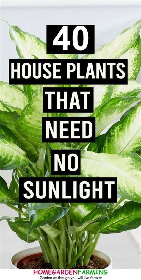 15 best low light indoor trees you can grow easily. 40 Best Indoor Plants that Don't Need Sunlight in 2020 ...