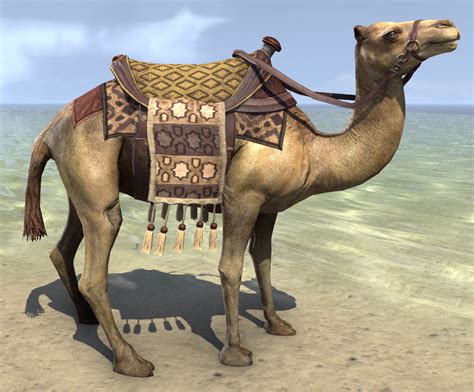 Camels have long been domesticated and, as livestock, they provide food (milk and meat) and textiles (fiber and felt from hair). ESO Fashion | Hammerfell Camel (Elder Scrolls Online)