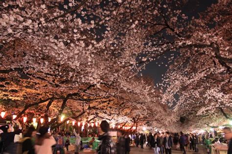 Cherry blossoms signal a time of renewal during the night, places like ueno park hang paper lanterns to illuminate the cherry blossoms. Yozakura Tokyo: Night Cherry Blossom Viewing | Tokyo Cheapo
