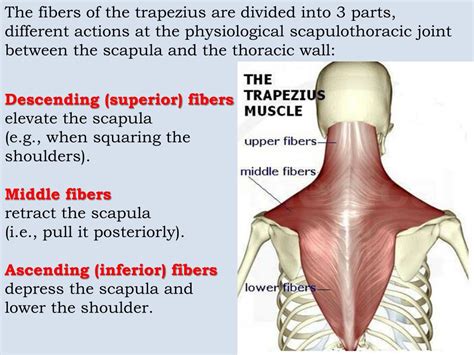 All of these things can lead to long term back pain (and chronic complaining!). PPT - Superficial muscles of the back PowerPoint Presentation, free download - ID:1104009