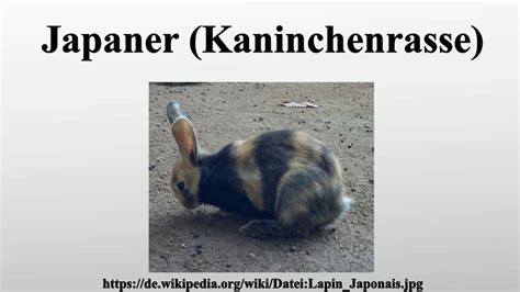 Aus wikipedia, der freien enzyklopädie. Japaner (Kaninchenrasse) - YouTube