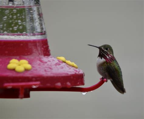 Laurel bender reported a sighting of a leucistic hummingbird and submitted a lovely photo taken by bill bender on 12/14/2015. 05/08/2020 More Hummingbird Arrivals