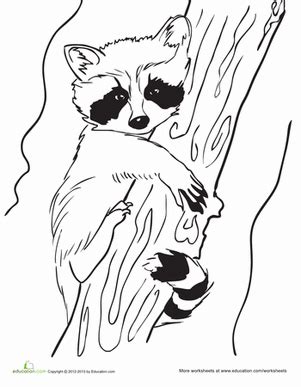 Select from 35970 printable coloring pages of cartoons, animals, nature, bible and many more. Raccoon Coloring Pages - GetColoringPages.com