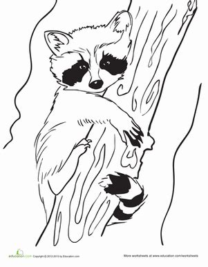 Check spelling or type a new query. Raccoon Coloring Pages - GetColoringPages.com