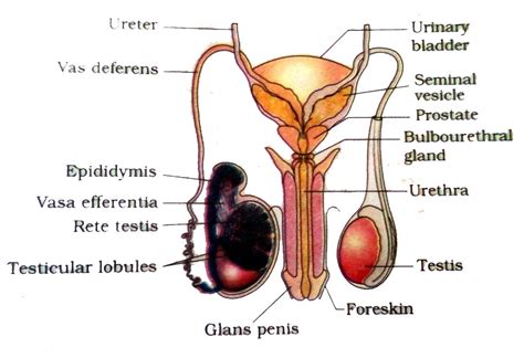 Heart diagram for human 445. Male reproductive system organs | Reproductive system, Organs