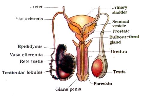 Heart diagram for human 445. Male reproductive system organs | Reproductive system, Organs