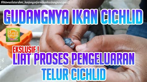 Sehingga kini, mamee mempunyai lebih 200 produk makanan danminuman di pasaran tempatan dan luar negara. FARM IKAN CICHLID, PERTAMA KALI LIAT PROSES PENGELUARAN ...