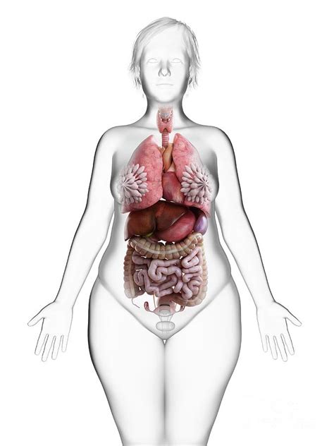 Anatomical illustration of a side view of the female internal organs, showing pancreas, spinal column, rectum, liver, stomach, transverse colon, small intestine, peritoneum, uterus, and bladder. Illustration Of An Obese Woman's Internal Organs ...