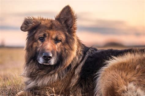 German shepherd dogs are fiercely loyal and protective guardians. When Do German Shepherd Puppy Ears Stand Up? + Stop Flop!